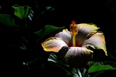 GIARDINO SICILIANO fotografie di Giulio Azzarello &copy;2020.