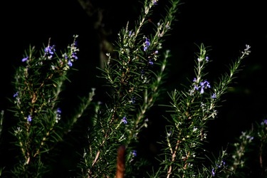GIARDINO SICILIANO fotografie di Giulio Azzarello &copy;2020.