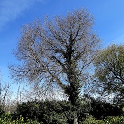 PIANTE. Fotografie di Giulio Azzarello &copy;2022.