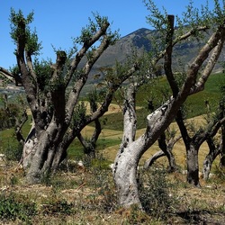 SEGESTA. Fotografie di Giulio Azzarello ©2024. SEGESTA. Fotografie di Giulio Azzarello ©2024.