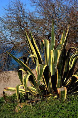 AGAVE selvatica sul mare in Sicilia a Cefalù. Fotografie di Giulio Azzarello ©2014. AGAVE selvatica sul mare in Sicilia a Cefalù. Fotografie di Giulio Azzarello ©2014.