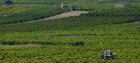 VIGNETO tipico siciliano a Salemi panoramiche e particolari. Fotografie di Giulio Azzarello &copy;2014.