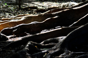 ORTO BOTANICO di Palermo in inverno. Fotografie di Giulio Azzarello &copy;2016.