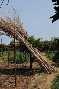 IL CANNETO del contadino siciliano. Fotografie di Giulio Azzarello &copy;2014.