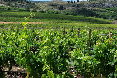 VIGNETO AGRITURISTICO PLANETA a Sambuca di Sicilia. Fotografie di Giulio Azzarello &copy;2014.