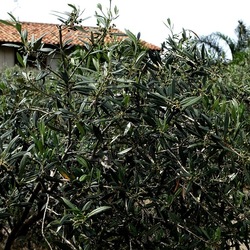 CAMMINANDO. Fotografie di Giulio Azzarello &copy;2024.