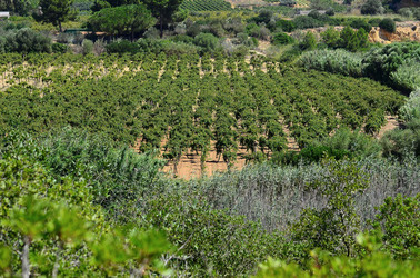 GORGHI TONDI oasi di vigneti e piante Mazzara del Vallo in Sicilia. Foto di Giulio Azzarello ©2016. GORGHI TONDI oasi di vigneti e piante Mazzara del Vallo in Sicilia. Foto di Giulio Azzarello ©2016.
