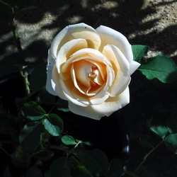 ORTO BOTANICO di PALERMO. Fotografie di Giulio Azzarello ©2019.