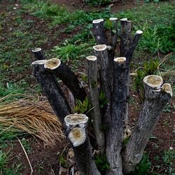 TRONCHI. Fotografie di Giulio Azzarello ©2022.