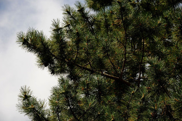 IL PARCO DELLE MADONIE da Polizzi Generosa in Sicilia. Fotografie di Giulio Azzarello &copy;2014.