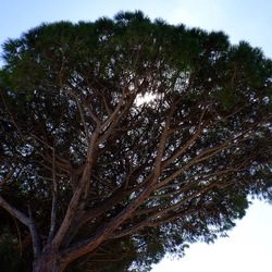 MONDELLO fotografie di Giulio Azzarello ©2021. MONDELLO fotografie di Giulio Azzarello ©2021.