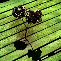 METALLICO. Fotografia di Giulio Azzarello &copy;2023.