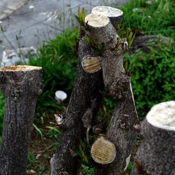 TRONCHI. Fotografie di Giulio Azzarello ©2022.