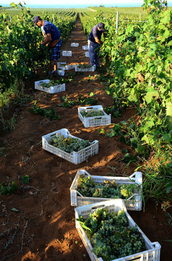 VENDEMMIA a Mazzara del Vallo in Sicilia con i contadini. Fotografie di Giulio Azzarello ©2016. VENDEMMIA a Mazzara del Vallo in Sicilia con i contadini. Fotografie di Giulio Azzarello ©2016.