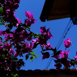 GIARDINO SICILIANO. Fotografie di Giulio Azzarello ©2022. GIARDINO SICILIANO. Fotografie di Giulio Azzarello ©2022.