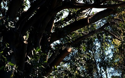 ORTO BOTANICO di Palermo. Fotografie di Giulio Azzarello ©2021.