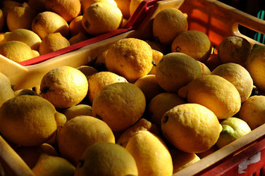 LIMONI di Sicilia coltivati in modo biologico. Fotografie di Giulio Azzarello &copy;2014.