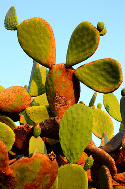 ISOLA DI USTICA la natura. Fotografie di Giulio Azzarello &copy;2016.