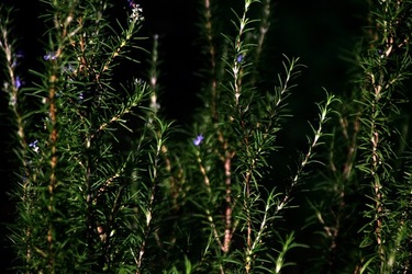 GIARDINO SICILIANO fotografie di Giulio Azzarello &copy;2020.
