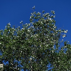 GIARDINO. Fotografie di Giulio Azzarello ©2022.