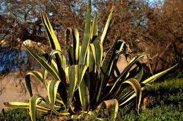 AGAVE selvatica sul mare in Sicilia a Cefalù. Fotografie di Giulio Azzarello ©2014. AGAVE selvatica sul mare in Sicilia a Cefalù. Fotografie di Giulio Azzarello ©2014.