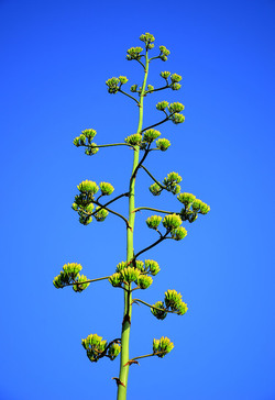 ISOLA DI USTICA la natura. Fotografie di Giulio Azzarello &copy;2016.