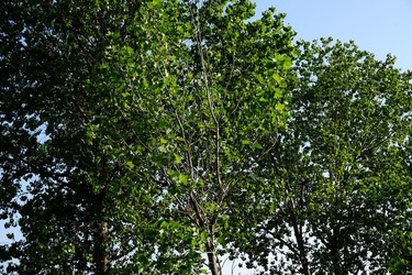 MONDELLO. Fotografie di Giulio Azzarello &copy;2023.