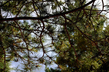 IL PARCO DELLE MADONIE da Polizzi Generosa in Sicilia. Fotografie di Giulio Azzarello &copy;2014.