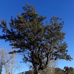 ALBERI. Fotografie di Giulio Azzarello &copy;2024.