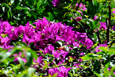 NATURA Violette siciliane in un tipico giardino in estate. Fotografie di Giulio Azzarello &copy;2014.
