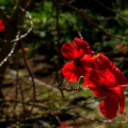 GIARDINO SICILIANO. Fotografie di Giulio Azzarello ©2022. GIARDINO SICILIANO. Fotografie di Giulio Azzarello ©2022.
