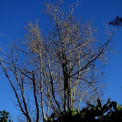 ALBERI. Fotografie di Giulio Azzarello &copy;2024.
