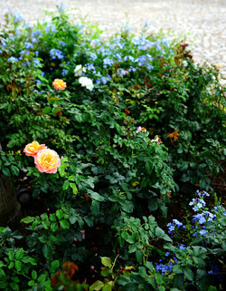 CAMPAGNA SICILIANA. Fotografie di Giulio Azzarello &copy;2016.