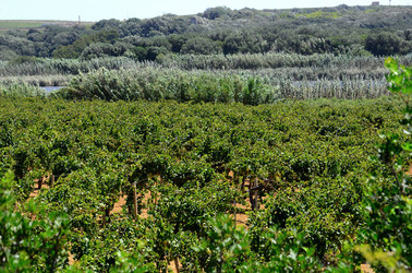 GORGHI TONDI oasi di vigneti e piante Mazzara del Vallo in Sicilia. Foto di Giulio Azzarello ©2016. GORGHI TONDI oasi di vigneti e piante Mazzara del Vallo in Sicilia. Foto di Giulio Azzarello ©2016.