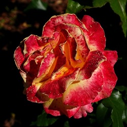 ROSETO. Fotografie di Giulio Azzarello &copy;2022.