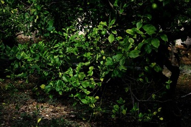 GIARDINO SICILIANO fotografie di Giulio Azzarello &copy;2020.