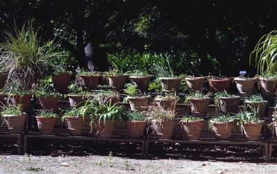 ORTO BOTANICO di Palermo. Fotografie di Giulio Azzarello ©2021.
