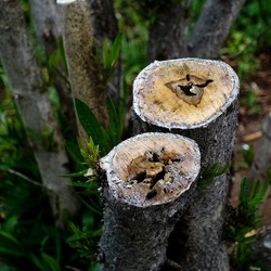 TRONCHI. Fotografie di Giulio Azzarello ©2022.