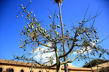 MACCHIA MEDITERRANEA in Sicilia. Fotografie di Giulio Azzarello &copy;2106.