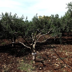 CAMMINANDO. Fotografie di Giulio Azzarello &copy;2024.