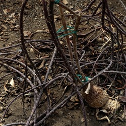 ORTO BOTANICO. Fotografie di Giulio Azzarello &copy;2024.