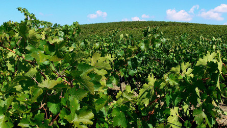 VIGNETO tipico siciliano a Salemi panoramiche e particolari. Fotografie di Giulio Azzarello &copy;2014.