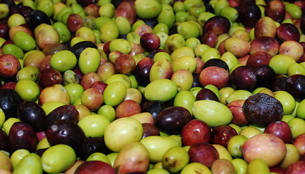 TIPICO FRANTOIO fotografie di Giulio Azzarello ©2014. TIPICO FRANTOIO fotografie di Giulio Azzarello ©2014.