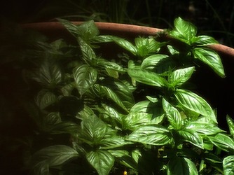 HABITAT NATURA in campagna. Fotografie di Giulio Azzarello ©2015 2016. HABITAT NATURA in campagna. Fotografie di Giulio Azzarello ©2015 2016.