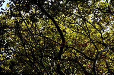 GIARDINI della BIENNALE a Venezia. Foto di Giulio Azzarello &copy;2015 2016.