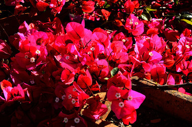 NATURA Violette siciliane in un tipico giardino in estate. Fotografie di Giulio Azzarello &copy;2014.