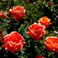 ROSETO. Fotografie di Giulio Azzarello &copy;2022.