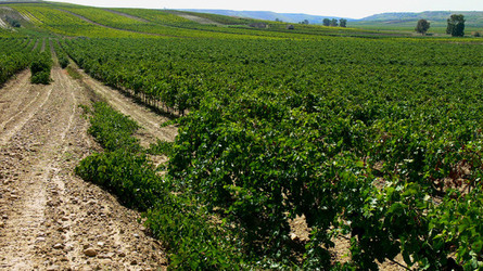 VIGNETO tipico siciliano a Salemi panoramiche e particolari. Fotografie di Giulio Azzarello &copy;2014.