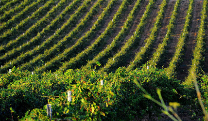 VIGNETO GIOVANE in Sicilia fotografie di Giulio Azzarello &copy;2016.