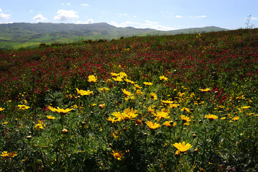 PAESAGGIO SICILIANO nel luogo delle macalube in Sicilia. Fotografie di Giulio Azzarello &copy;2014.